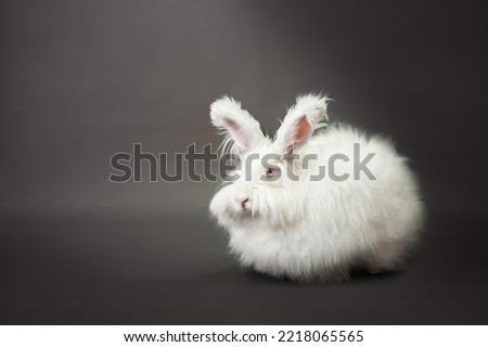 Fluffy white rabbit of the Angora breed, on a gray background, shooting in the studio. Royalty-Free Stock Photo #2218065565