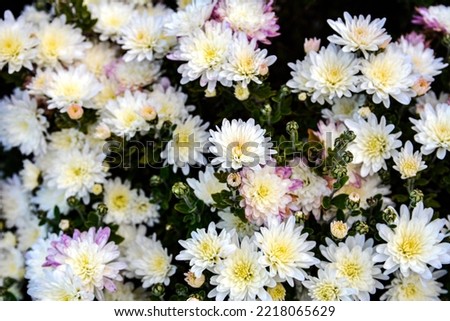 Multicolored Chrysanthemums background .Beautiful bouquet of chrysanthemums close-up .Beautiful floral background for use in calendars, banners and postcards.