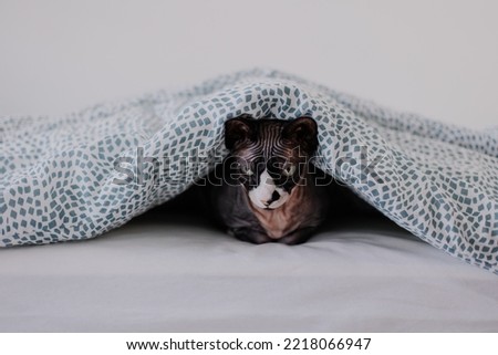 The cat lies under a warm blanket. Disgruntled frozen Sphinx. The concept of an increase in the price of energy. Cold winter and autumn. Cozy house and pet. Copy space trending picture. Hipster
