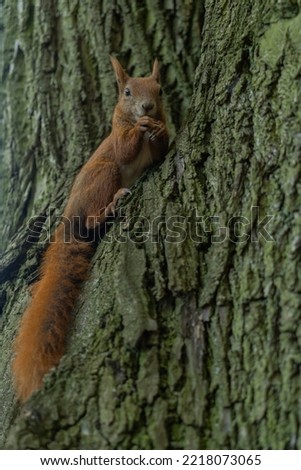a squirrel sitting on a tree eating nuts close-up on the background of tree bark and looking at the camera