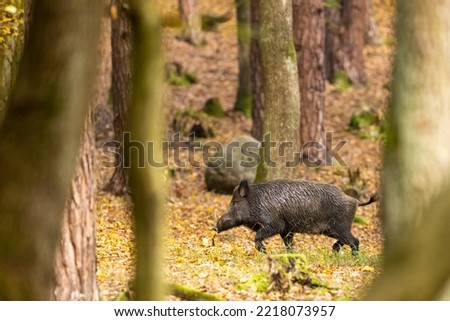 Wild boar (sus scrofa ferus) walking in autumn forest. Wildlife scenery Royalty-Free Stock Photo #2218073957
