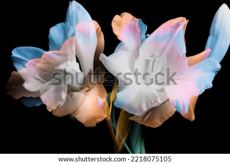 Abstract flowers, white buds, double exposure on a black background. Royalty-Free Stock Photo #2218075105