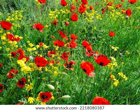 Red Poppy flowers growing in flower meadow, closeup. Beautiful Natural Spring Summer background. Colorful Floral Wallpaper. Beauty in nature.