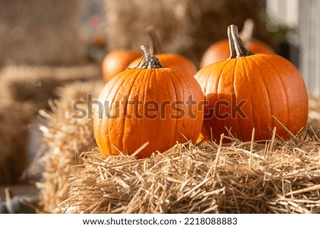 pumpkins in the sunshine, straw cubes, wooden background. autumn harvest. background halloween