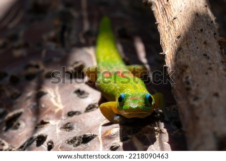 Gold Dust Day Gecko on Hawaii