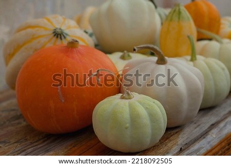 Colorful pumpkins on the table,autumn halloween.