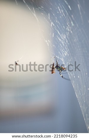 A female spider captured red dragonflies in her web. This spider is Trichonephila clavata, also known as the Jorō spider.