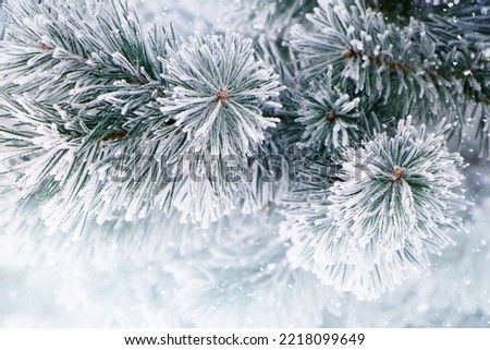 Nature Winter background with snowy pine tree branches, shallow DOF. Pine tree in hoarfrost outdoors in Winter forest, closeup. Beauty in nature. Winter natural Wallpaper, poster Royalty-Free Stock Photo #2218099649