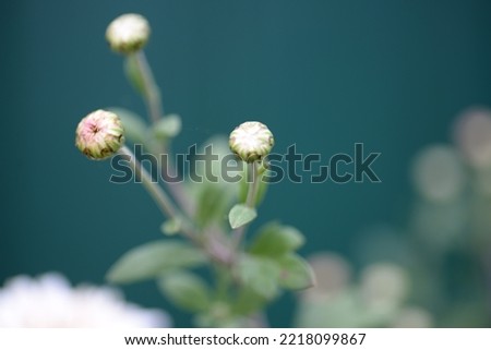 white fluffy daisies, chrysanthemum flowers on a green pink cream delicate  pink chrysanthemums close-up in aster Astra tall perennial,
new english (morozko, morozets) texture gradient purple flower 