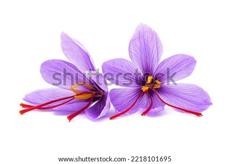 Saffron (Crocus sativus) flowers on white background. stigmas in evidence. spice dried Royalty-Free Stock Photo #2218101695