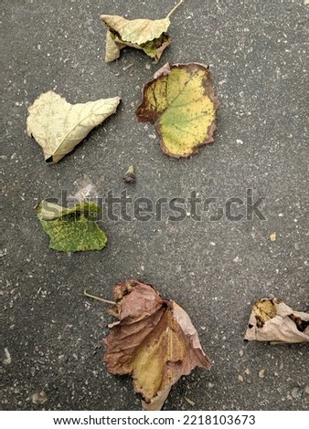 the leaves of the vine that fall because they are dry