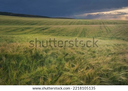 Wheat Fields, Snake River Plain, Idaho.