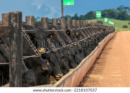 Herd of Aberdeen Angus animals in a feeder area of a beef cattle farm in Brazil Royalty-Free Stock Photo #2218107037
