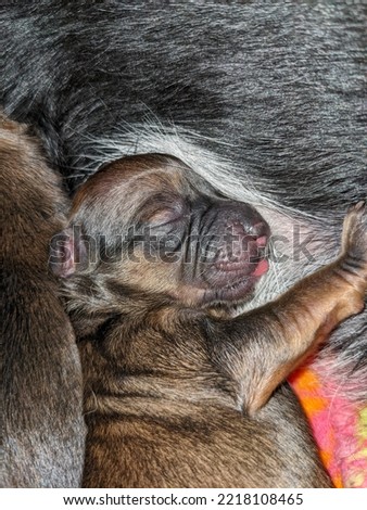 Less than day old new born puppy sleeping on Mama's belly