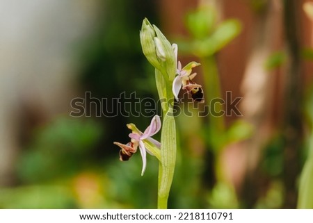 Khari Bulbul, symbol of Karabakh, ophrys caucasica Royalty-Free Stock Photo #2218110791
