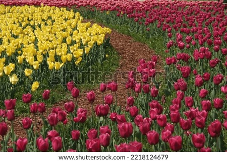 Pictures of beautiful tulips by color