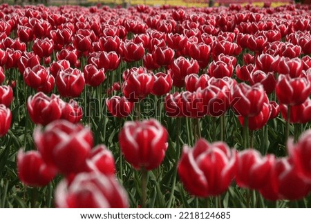 Pictures of beautiful tulips by color