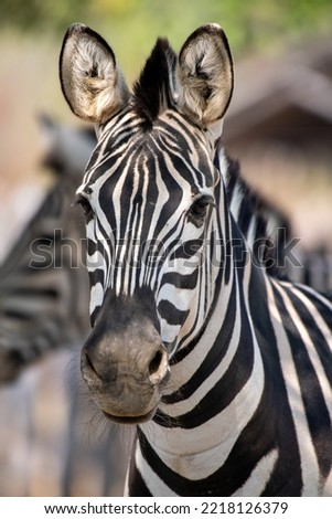 Grevy's Zebra, equus grevyi, Portrait of Adult, Samburu Park in Kenya