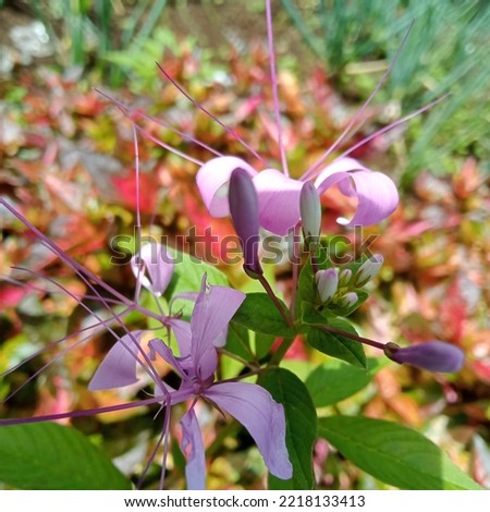 The purple flower design coupled with the orange red leaf background makes the image natural. In addition, the Orthosiphon aristatus flower likes to be used as herbal medicine