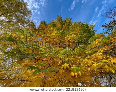 Bright leaves of an autumn tree against a blue sky . Soft focus