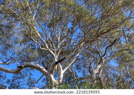 eucalyptus tree branches against blue sky