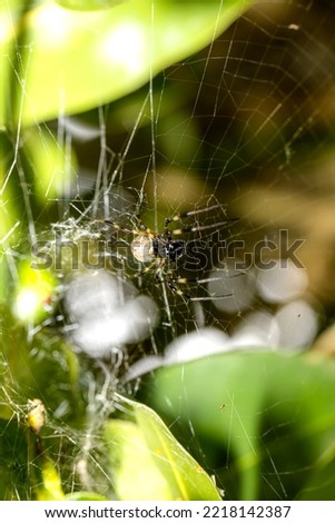 A spider on the web