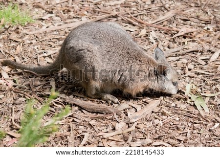 this is a side view of a tammar wallaby eating