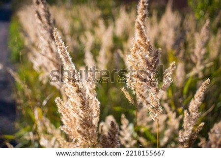 Fluffy Wild Flower Plants beautiful picture on your desktop where there is a summer landscape grass on the background of the forest. 