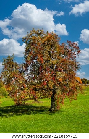 An old pear tree in an autumn robe