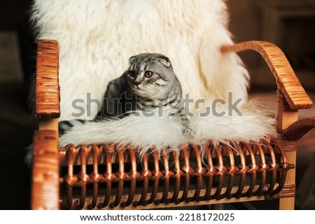A cat on rocking chair