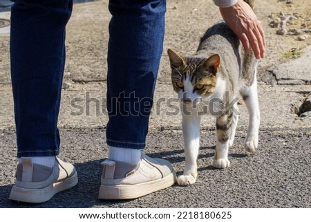 Pictures of cats that are friendly and approachable.