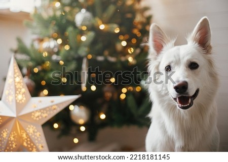 Merry Christmas! Cute happy dog sitting on background of stylish christmas tree with illuminated star and lights. Pet and winter holidays. Adorable danish spitz dog in festive room