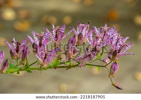 Toad lily flowers blooming in the autumn garden.