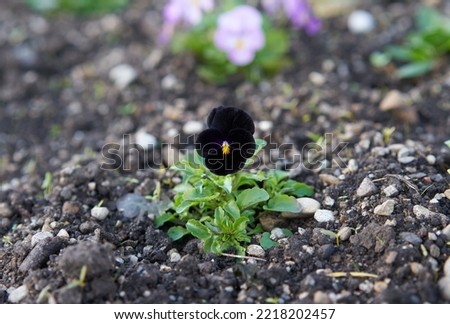    Small black flower in Botanical Garden                           