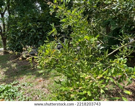 Boscia senegalensis is a species of perennial woody plant. The leaves of the plant are small and leathery, produce fruit, clustered in small bunches, in the form of yellow spherical berries. Royalty-Free Stock Photo #2218203743
