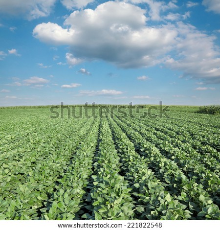 Soy plant in field with  blue sky and white fluffy clouds