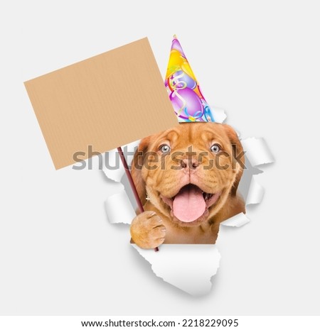 Happy Mastiff puppy wearing party cap looking through a hole in white paper and shows empty placard