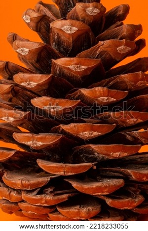 pattern photo of pine fruit with detailed texture with orange background and soft light photographed at isolated studio