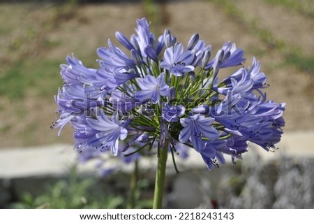Close-up macro of blue agapantus flower in blurred soft focus vegetable garden and stone wall in background.Also known as the blue umbrella flower. A bouquet of dozens of flowers like umbrella spokes.