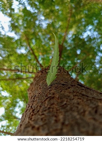 picture of bark kf tree