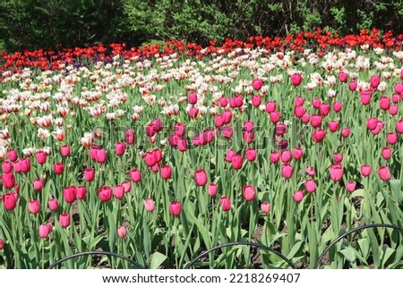 Canadian tulip festival Ottawa random flowers pictures 