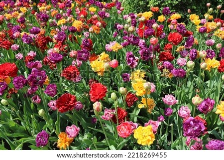 Canadian tulip festival Ottawa random flowers pictures 