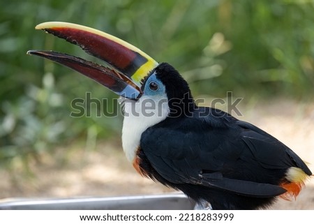 Portrait for a Red billed Toucan
