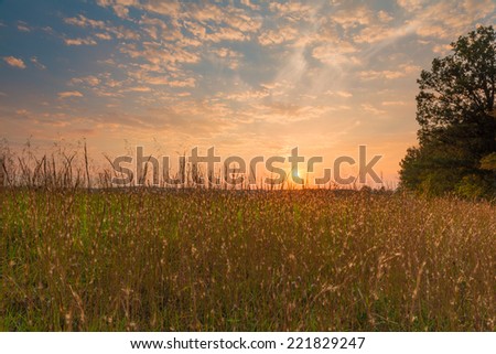 Sunset with Tall Grass