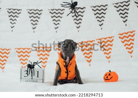 Happy beautiful gray pet doggy sitting on white bed celebrates Halloween with toy pumpkin Jack. Fashionista young French bulldog in dog jacket posing for hallows eve with spiders and wooden calendar