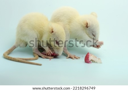 Two white rats are eating a water apple. This rodent mammal has the scientific name Rattus norvegicus. 