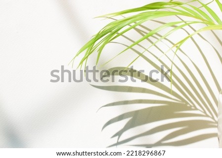 Palm leaf sunlight shadow on beautiful abstract white wall backg
