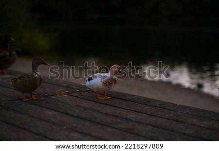 ducks walking by the lake. Wild ducks and birds. Backgrounds and banners