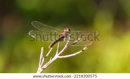 macro shot of a dragonfly sitting on a branch, with a nice bokeh in the background