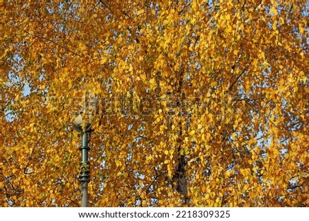 Beautiful autumnal golden yellow birch tree leaves with lantern in Park . Natural autumn background texture